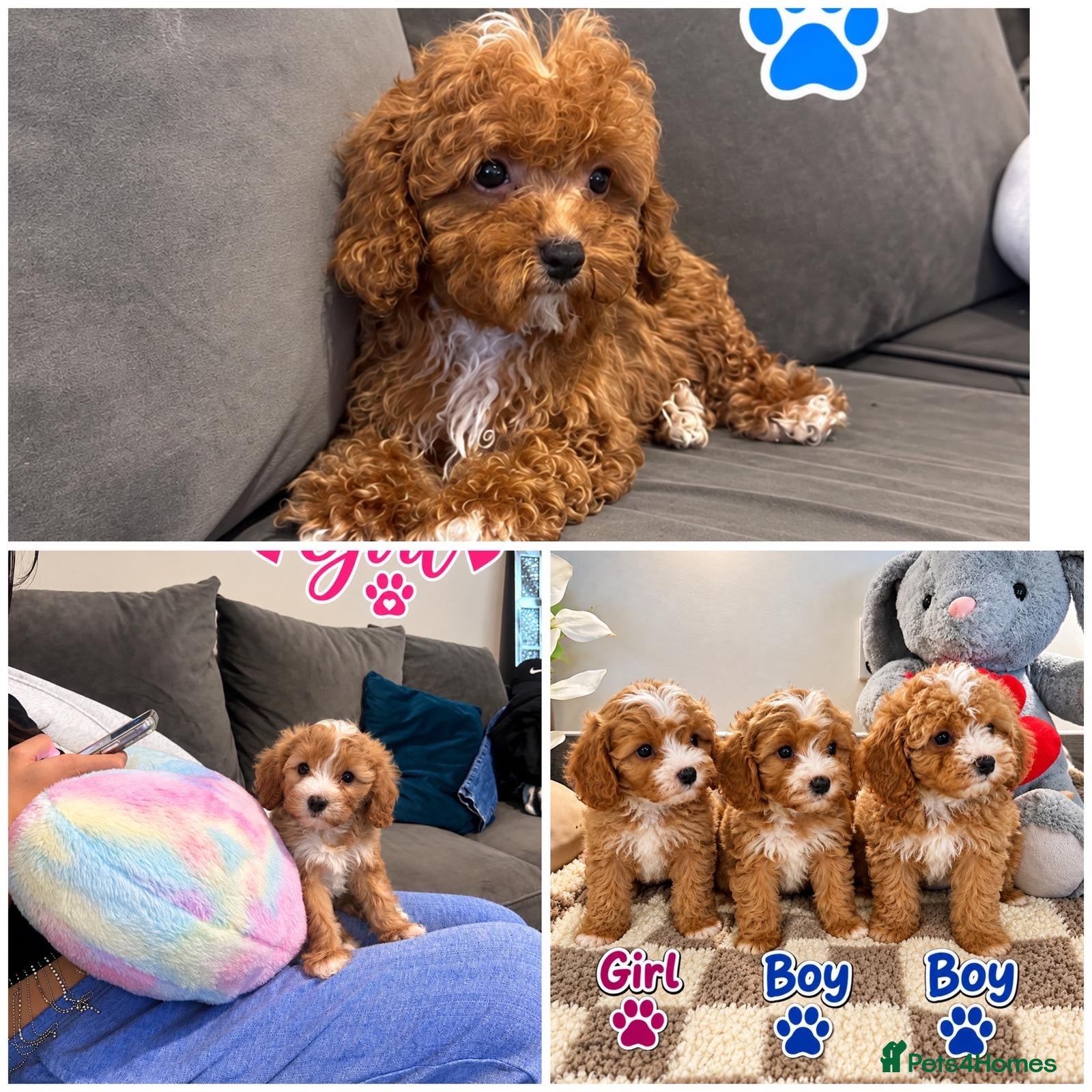 Maltipoo dogs 🌟🐻 Our five-star Asian Maltipoo teddy bears  - Advert 3