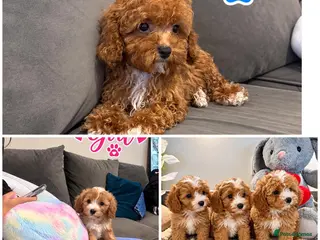 Maltipoo dogs 🌟🐻 Our five-star Asian Maltipoo teddy bears - Advert 3