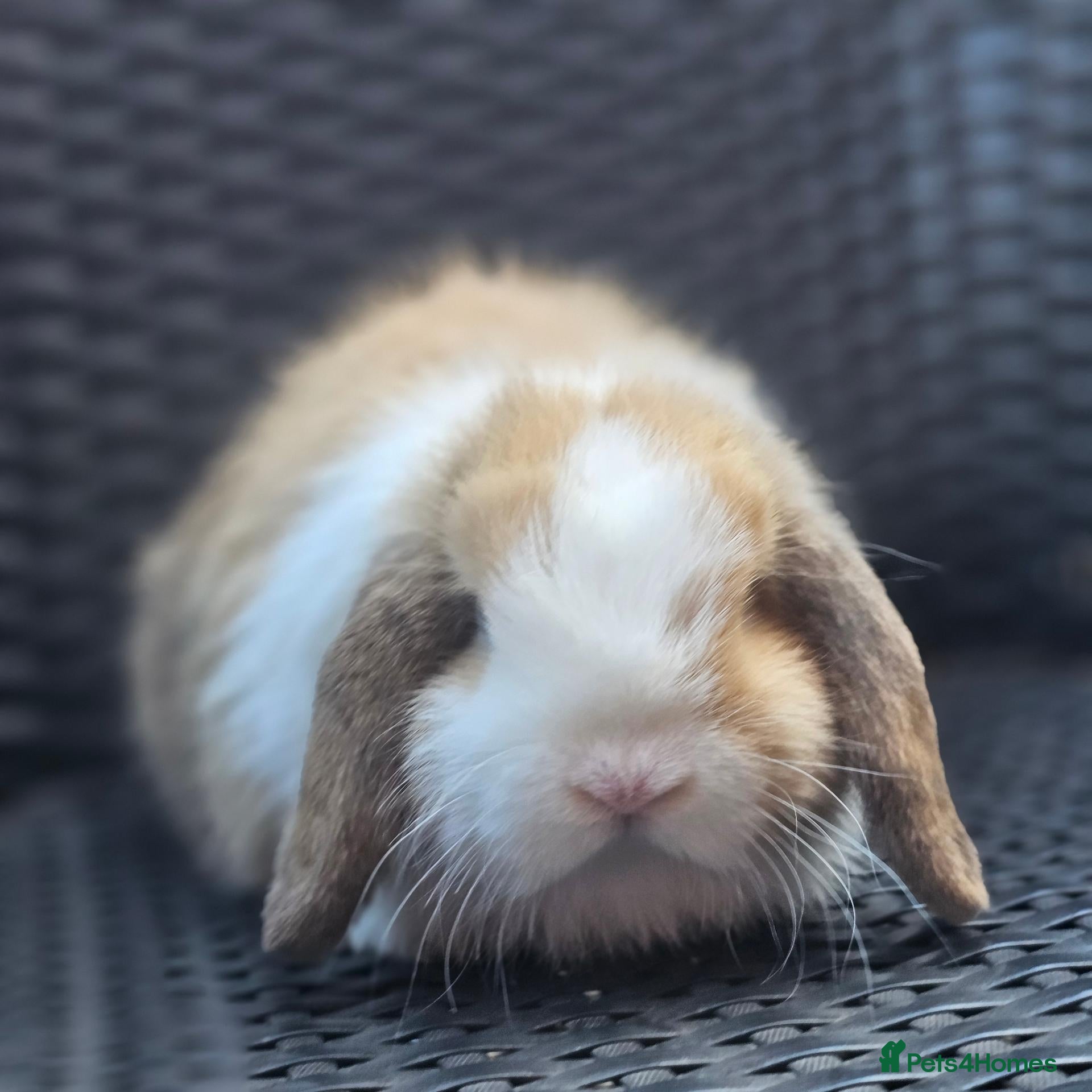 Mini Lop rabbits Vaccinated Mini Lops  - Advert 21