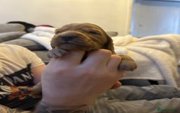 Cocker Spaniel dogs for sale: First and last litter top class red cockers - Image 12