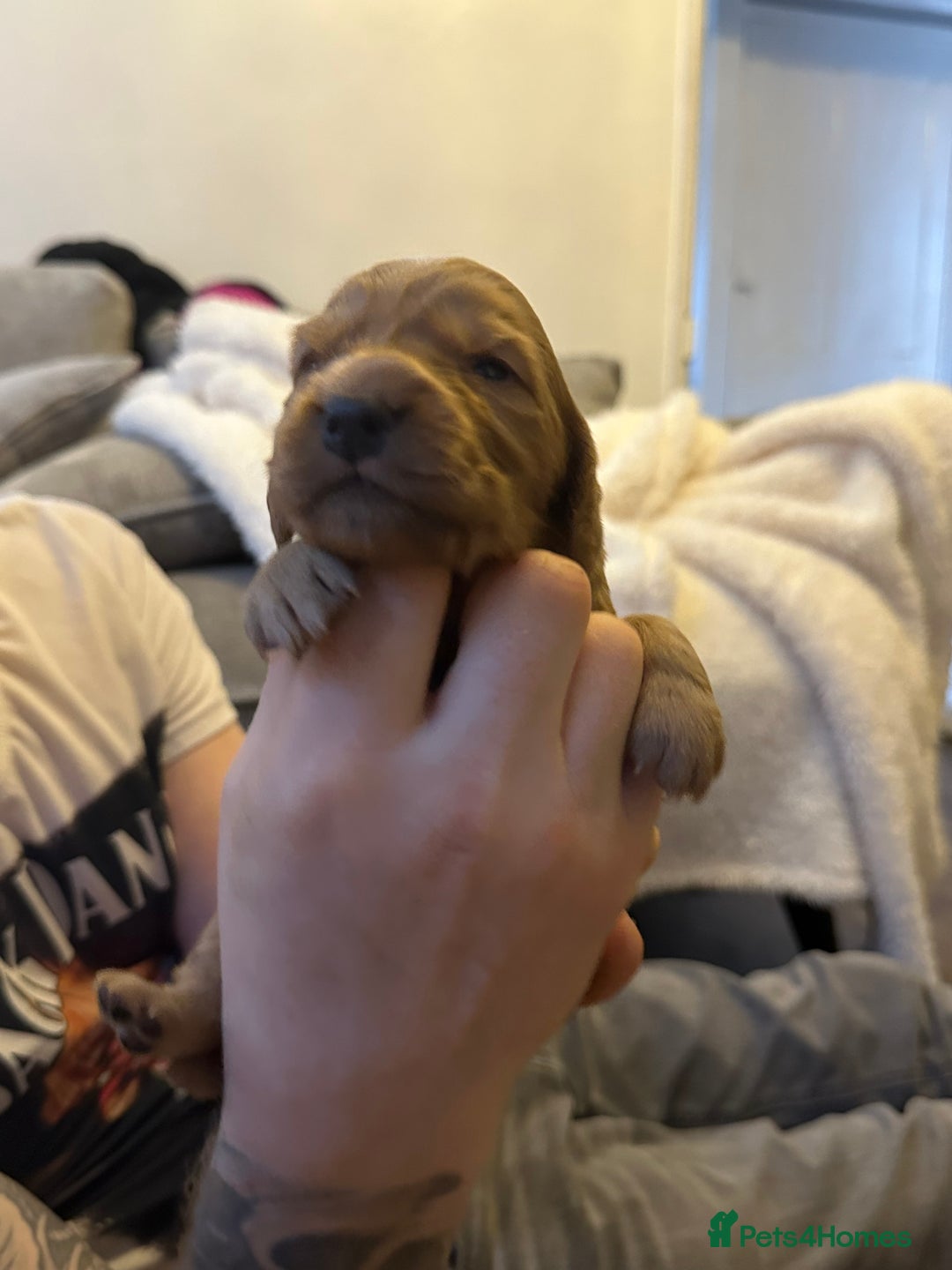Cocker Spaniel dogs for sale: First and last litter top class red cockers - Image 12