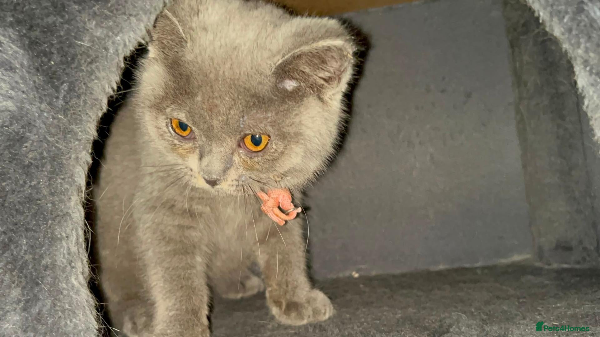 British Shorthair cats British short hair - Advert 2