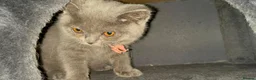 British Shorthair cats for sale: British short hair in Birmingham - Advert 3