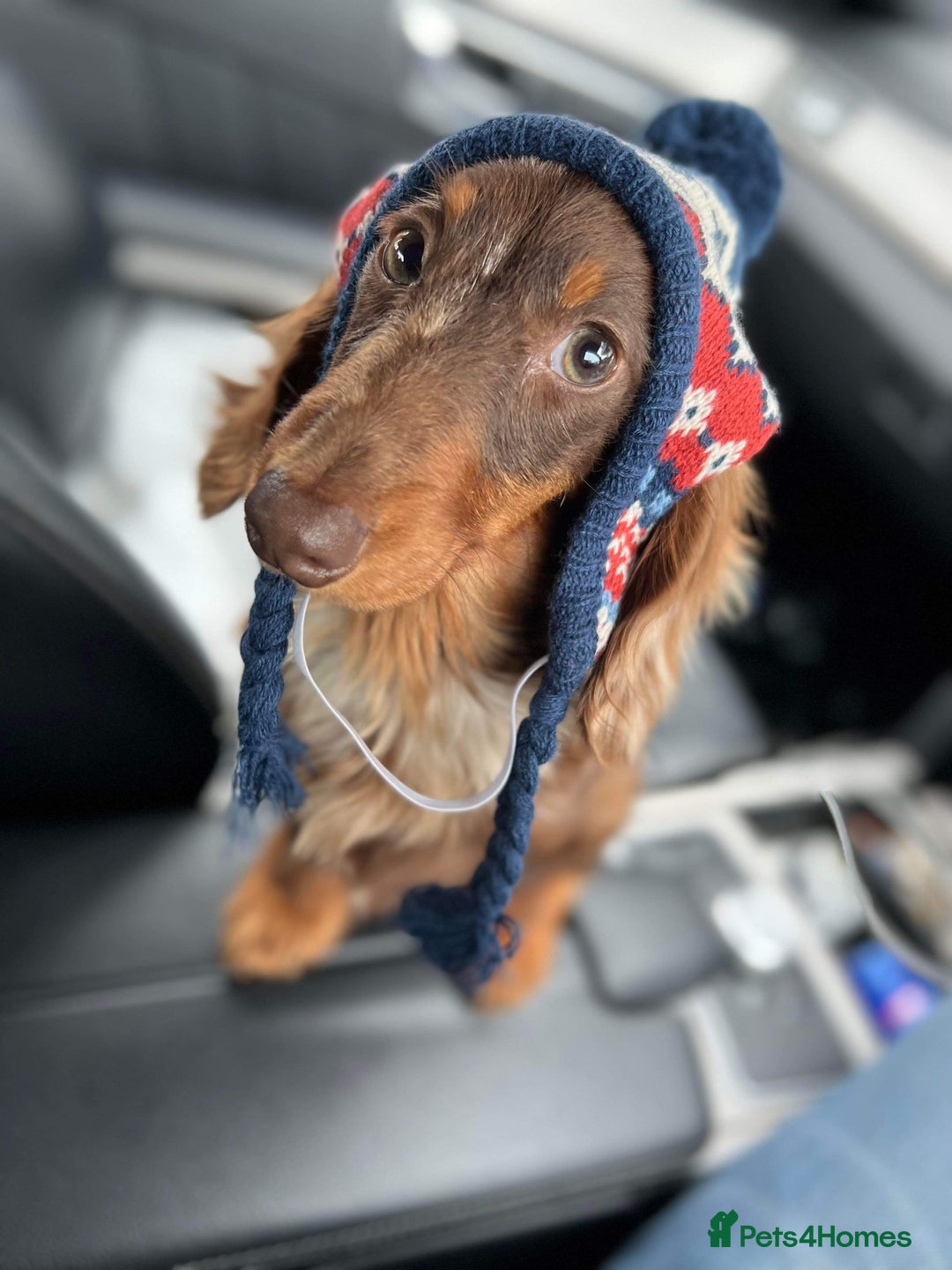 Miniature Dachshund dogs for stud: Long & Short Haired Studs – Mobile Available in Oldham - Advert 2