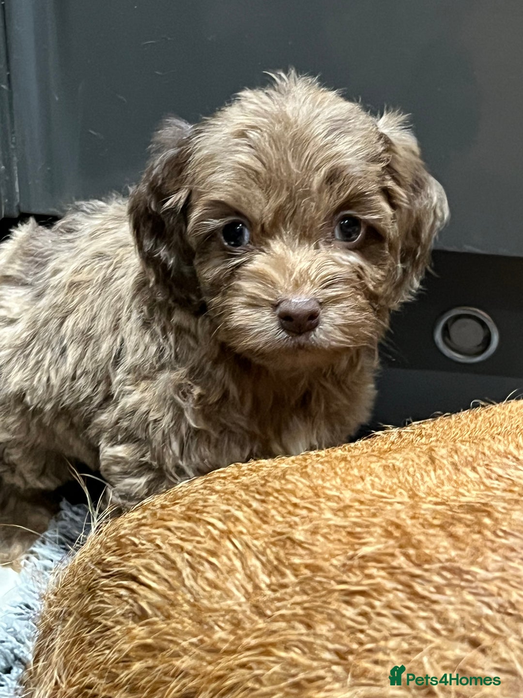 Cockapoo dogs for sale: 🩷READY TO LEAVE - Beautiful F1 Cockapoo pups  - Image 6