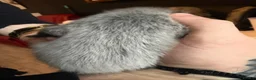 Mixed Breed cats for sale: Ragdoll x DSH kittens - Advert 8