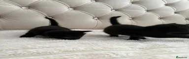Mixed Breed Kitten 3