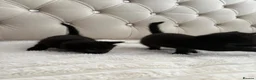 Mixed Breed cats for sale: 3 Beautiful Black Girl Kittens - Advert 2