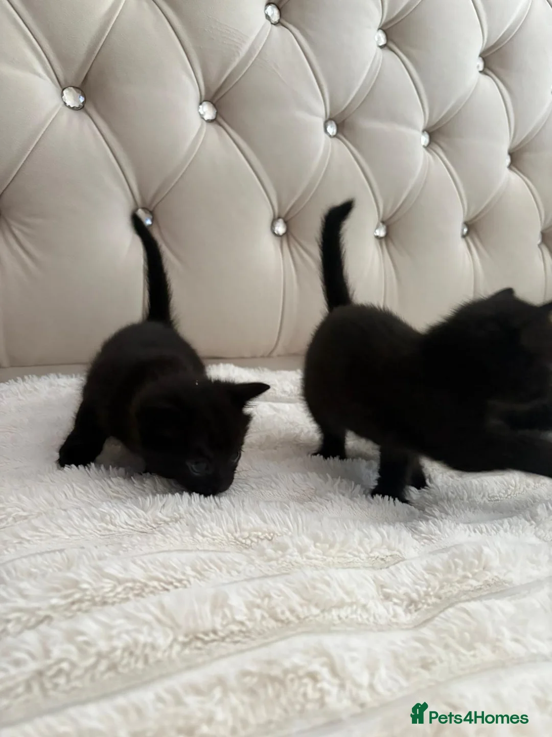 Mixed Breed cats for sale: 3 Beautiful Black Girl Kittens - Advert 2