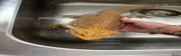 Bearded Dragon reptiles for sale: Bearded Dragon + Full Vivarium Setup  in Stirling - Advert 3