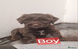 Mixed Breed dogs for sale: Mixer breed puppys  - Image 6