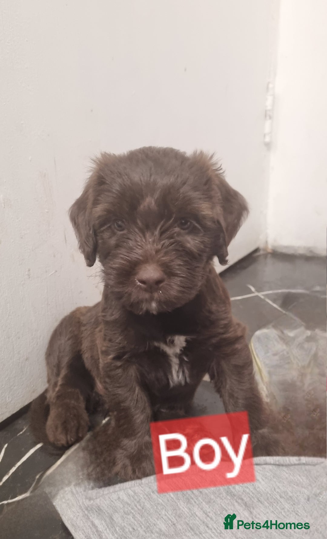 Mixed Breed dogs for sale: Mixer breed puppys  - Image 6