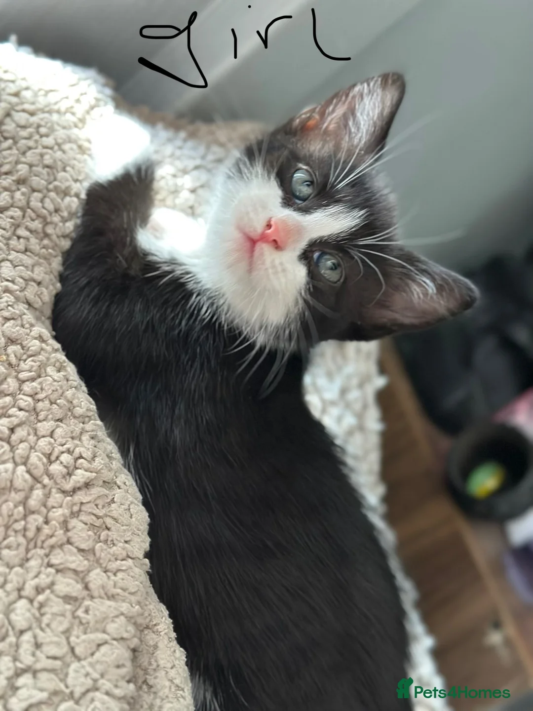 Mixed Breed cats for sale: Mixed breed kittens  - Advert 3