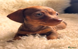 Miniature Dachshund dogs for sale: BEAUTIFUL MINI DACHSHUND PUPPIES  - Image 10
