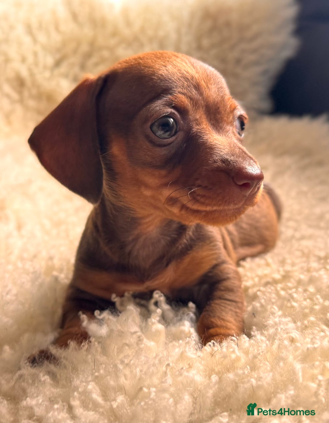Miniature Dachshund dogs for sale: BEAUTIFUL MINI DACHSHUND PUPPIES  - Image 10