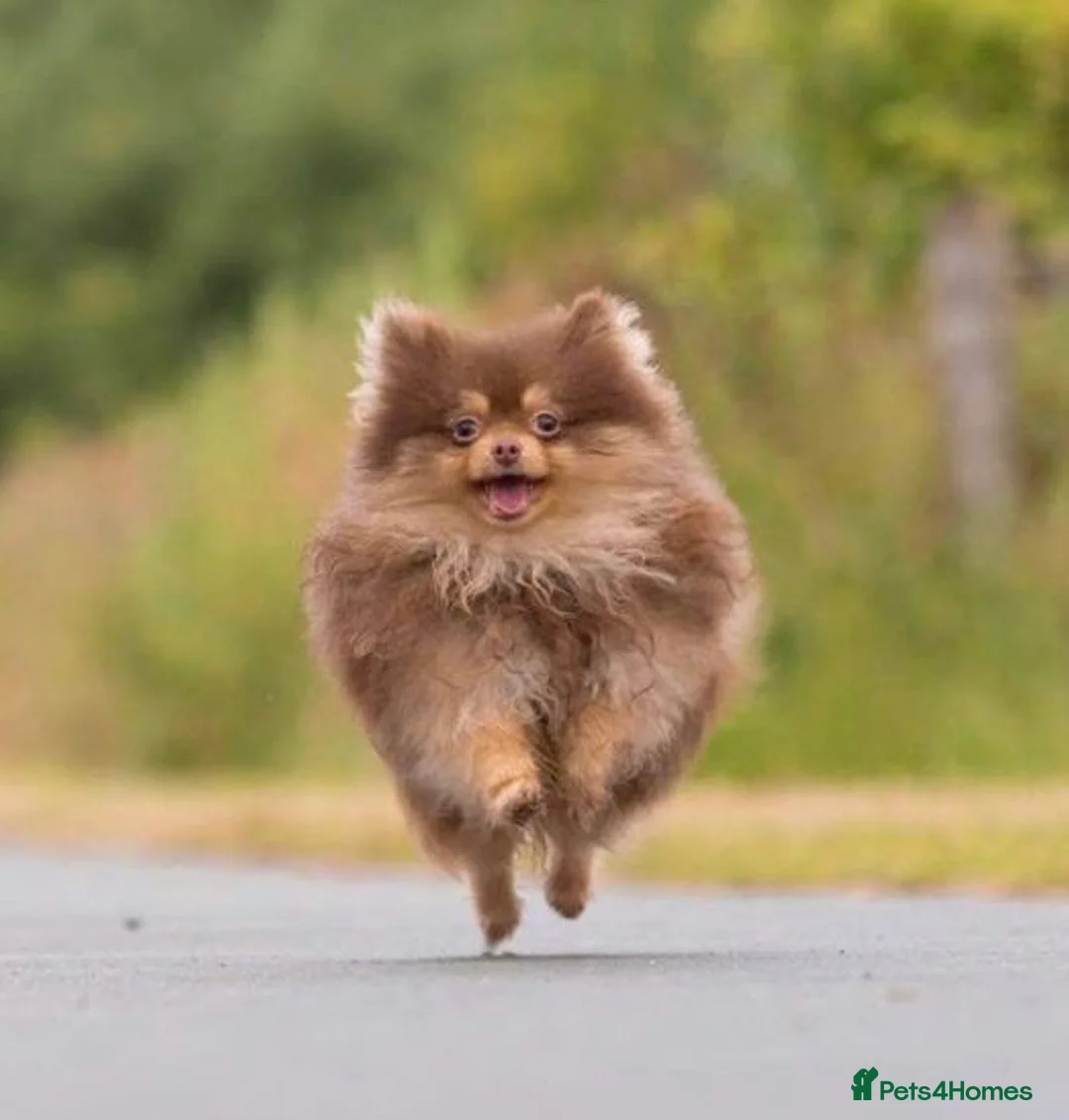 Pomeranian dogs for stud: STUD - TINY Russian & Taiwanese CHIAO LI YA  in Romford - Advert 2