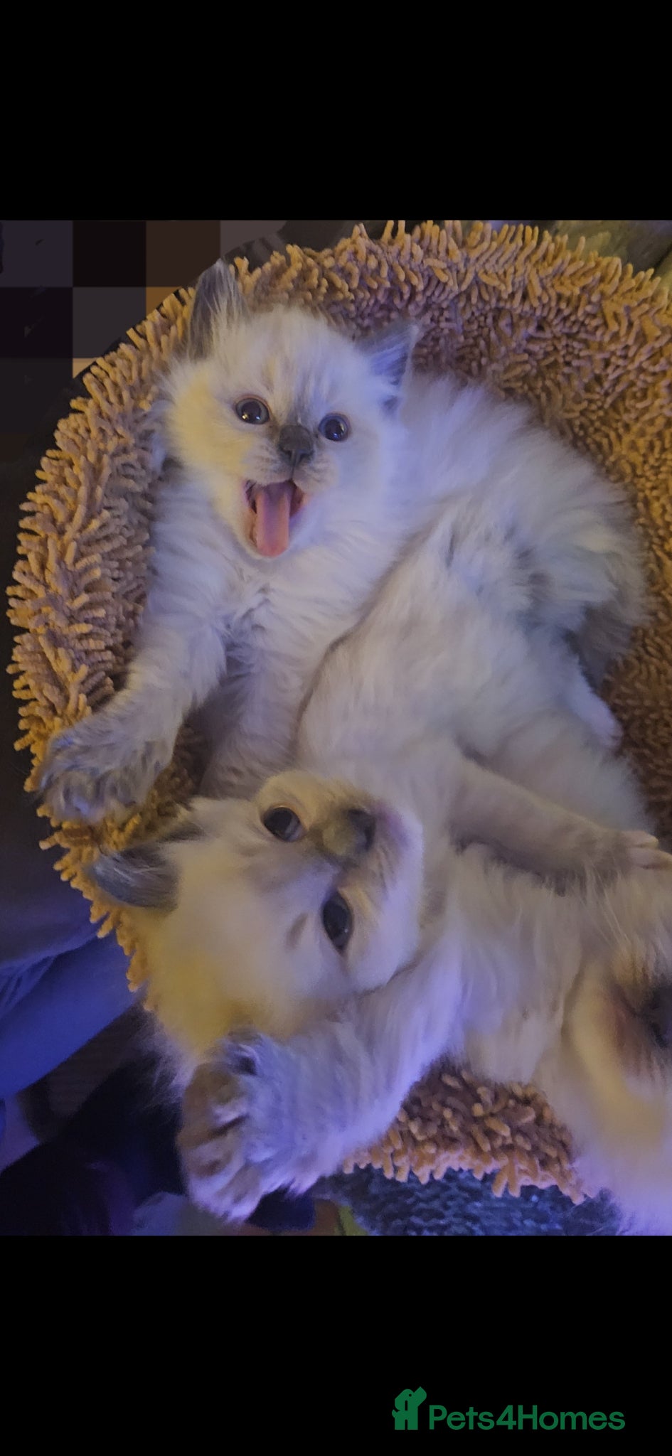 Ragdoll cats Ragdoll kittens  - Advert 4