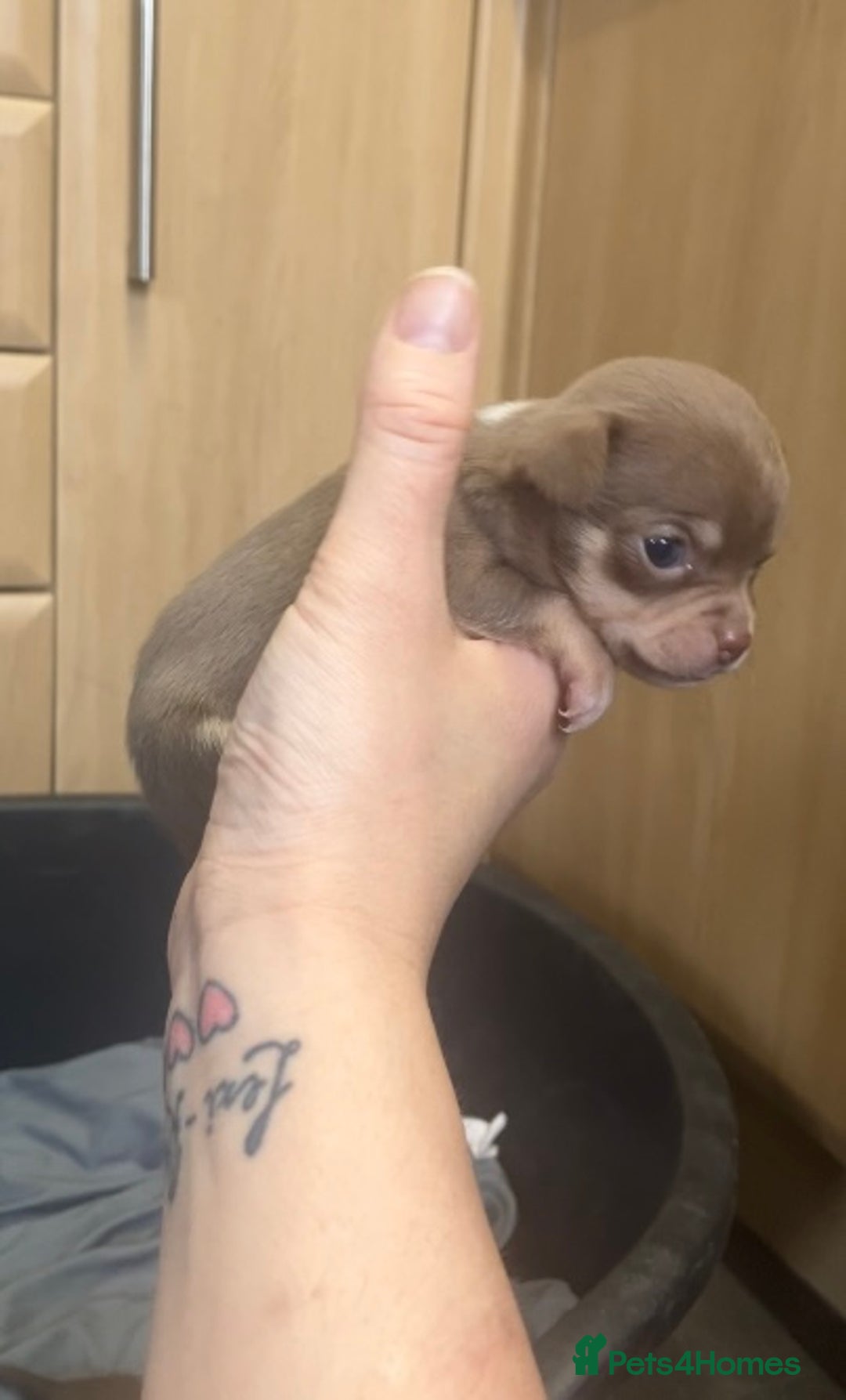 Chihuahua dogs for sale: Chihuahua Puppies - with starter kits  - Image 5