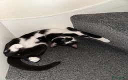 Mixed Breed cats for sale: Beautiful Kittens for sale - Image 10