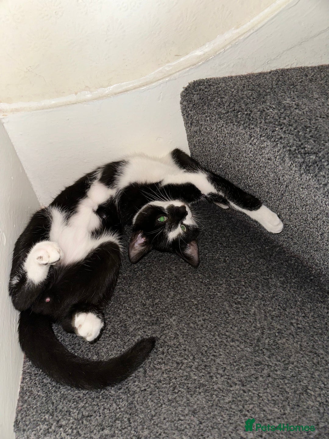 Mixed Breed cats for sale: Beautiful Kittens for sale - Image 10