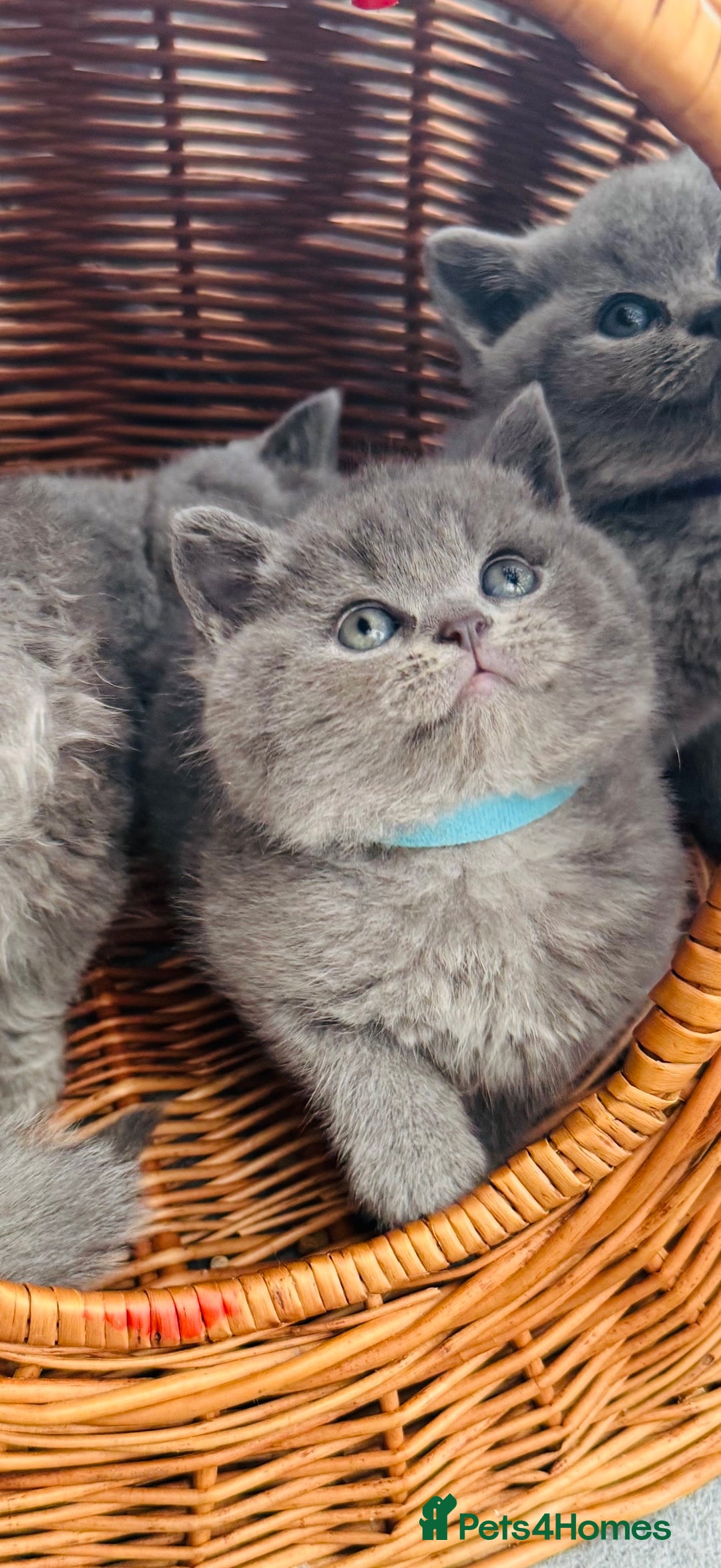 British Shorthair cats for sale: Gorgeous BHS kittens from grand champion gccf stud - Advert 13