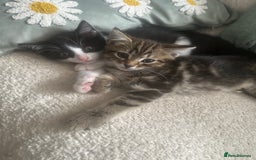 Domestic Shorthair cats for sale: Kittens - Image 2
