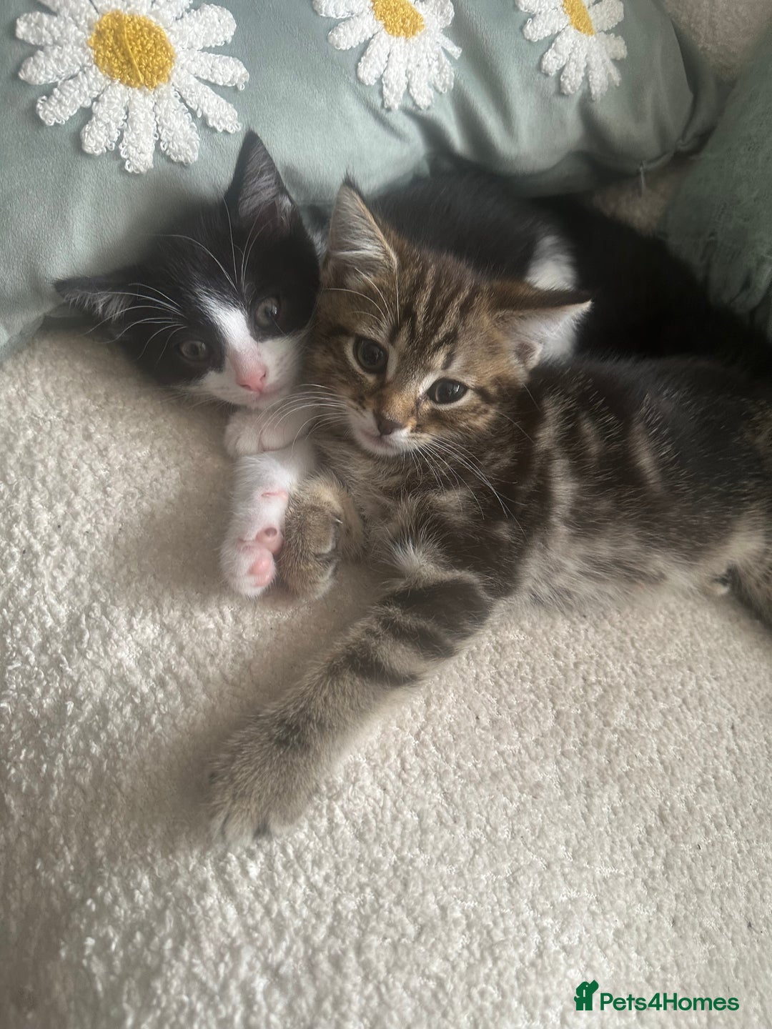 Domestic Shorthair cats for sale: Kittens - Image 2