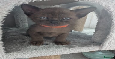 Burmese cats - Advert 14