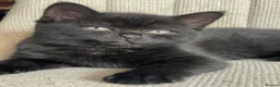 Mixed Breed cats for sale: RESERVED  - Advert 3