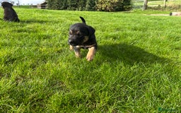 Mixed Breed dogs for sale: Huntaway X Puppies for Sale - Image 3