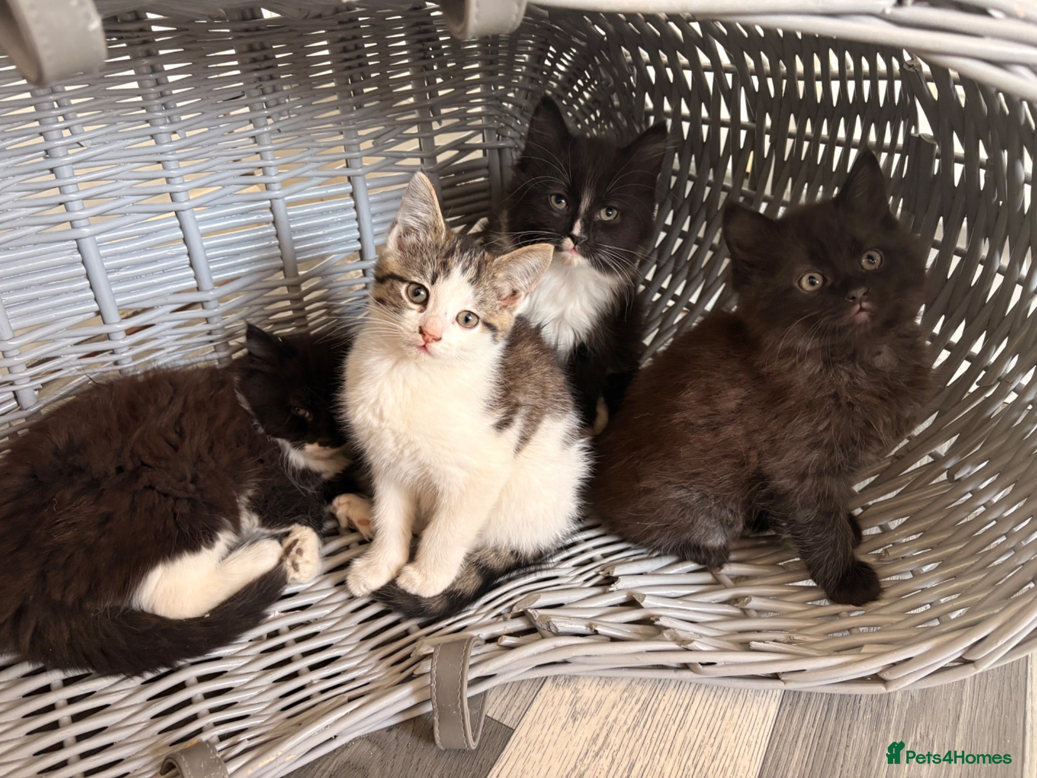 Maine Coon cats Maine Coon Cross Kittens - Advert 1