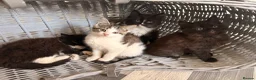 Maine Coon cats for sale: Maine Coon Cross Kittens - Advert 1