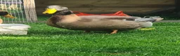 Ducks poultry for sale: 2x Orpington Drakes in Wakefield - Advert 3