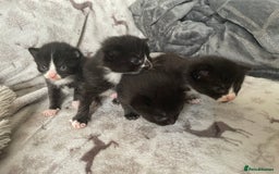 Mixed Breed cats for sale: Beautiful fluffy kittens for sale - Image 11