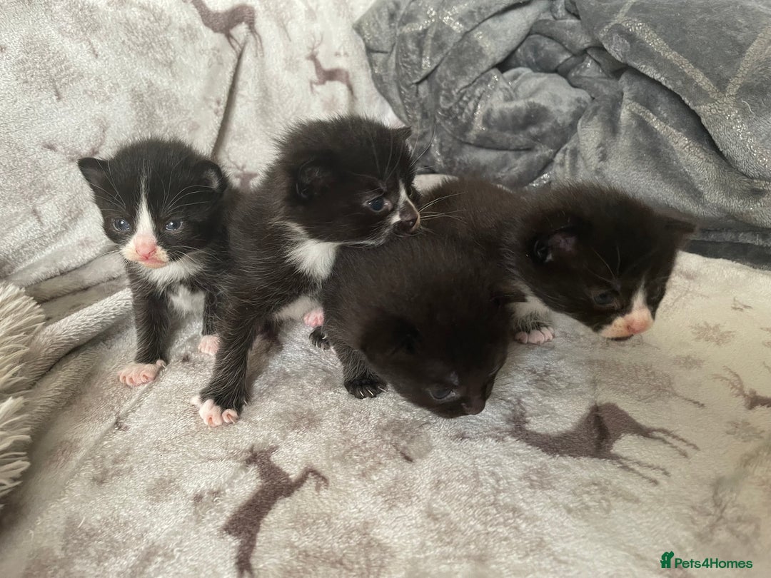 Mixed Breed cats for sale: Beautiful fluffy kittens for sale - Image 11