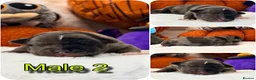 Staffordshire Bull Terrier dogs for sale: 🐾KC REGISTERED STAFFORDSHIRE BULL TERRIER  🐾 - Advert 11