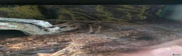 Tarantulas invertebrates for sale: Female adult Chilean rose for sale with enclosure in Cardiff - Advert 2