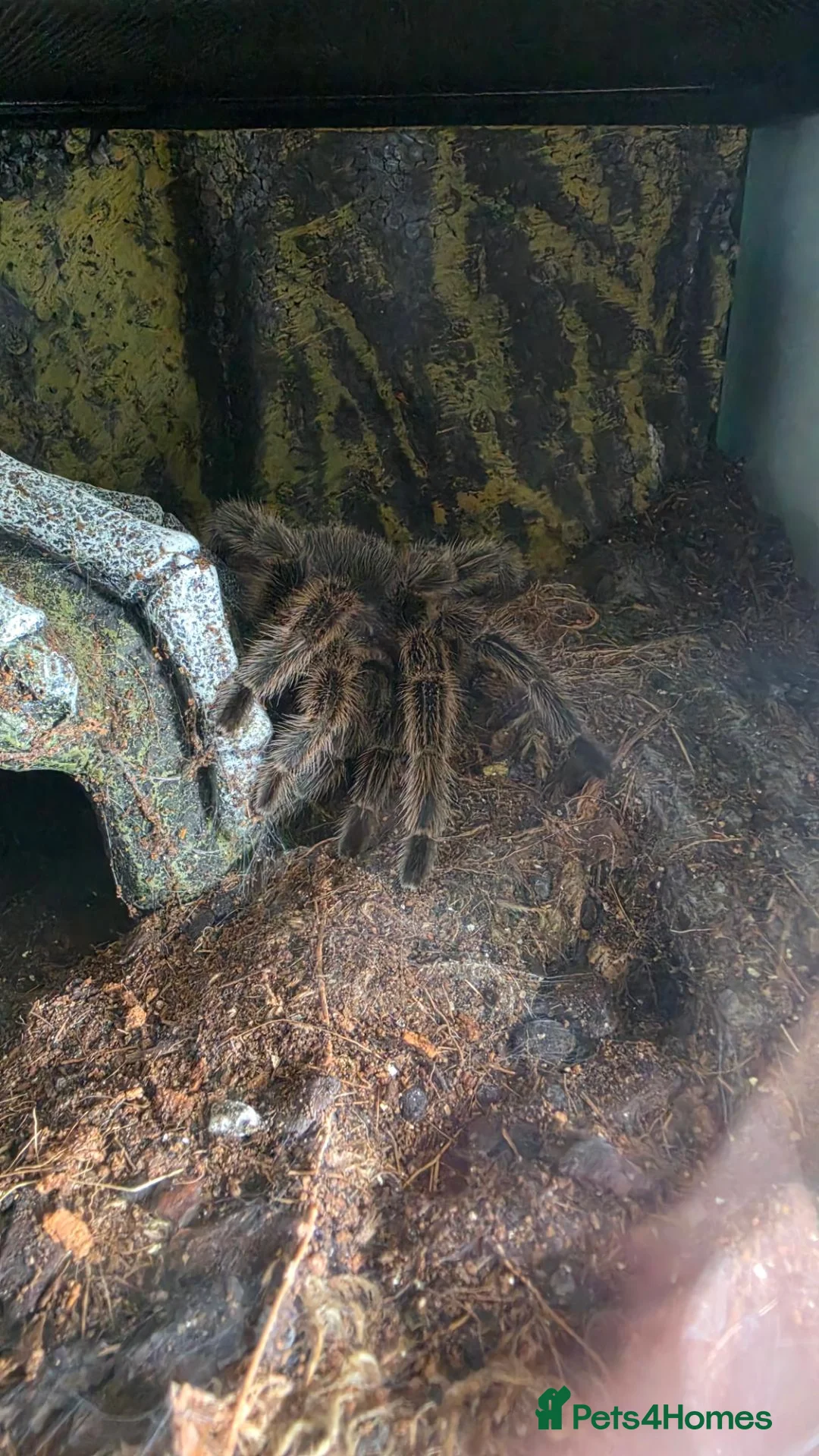 Tarantulas invertebrates for sale: Female adult Chilean rose for sale with enclosure in Cardiff - Advert 2