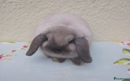 Mini Lop rabbits for sale: Pedigree mini lops - Image 5