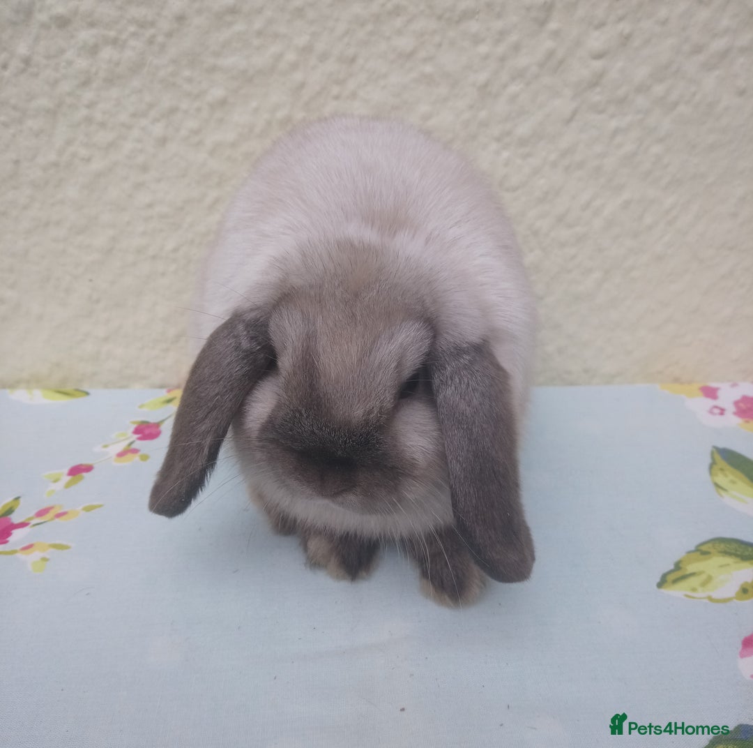 Mini Lop rabbits for sale: Pedigree mini lops - Image 5