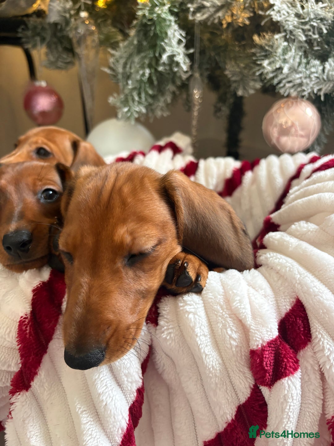Dachshund dogs for sale: Beautiful dachshunds ready to leave now - Advert 12