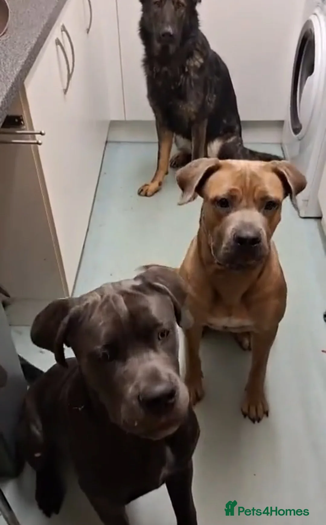 Cane Corso dogs for sale: Pure bred blue cane corso puppies for sale  - Advert 4