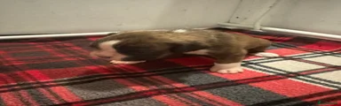 Sam 