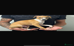 Italian Greyhound dogs for sale: Kc registered Italian greyhound puppies - Image 8