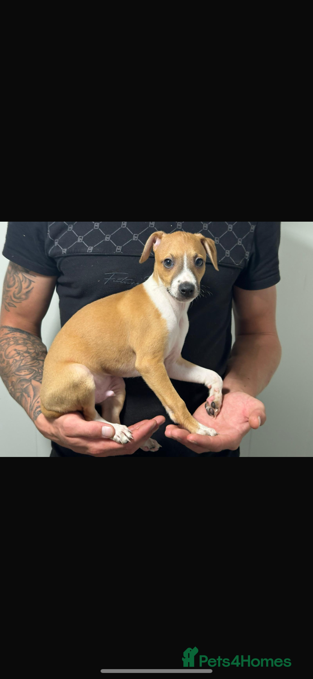 Italian Greyhound dogs for sale: Kc registered Italian greyhound puppies - Image 8