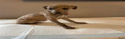 Whippet dogs for sale: Blue whippet pups  in Rhyl - Advert 14