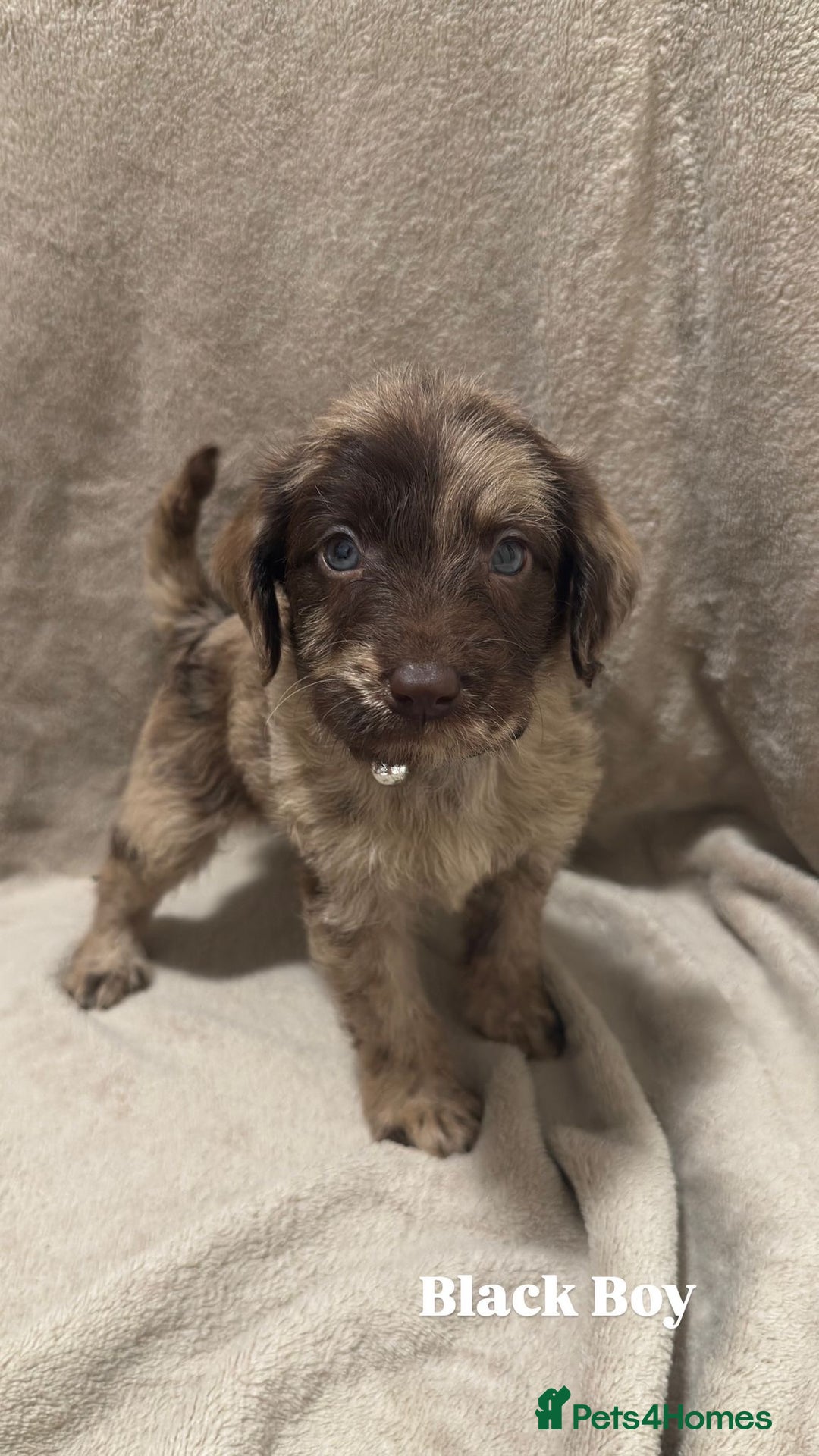 Labradoodle dogs for sale: Labradoodle Puppies (Miniature)  - Advert 11