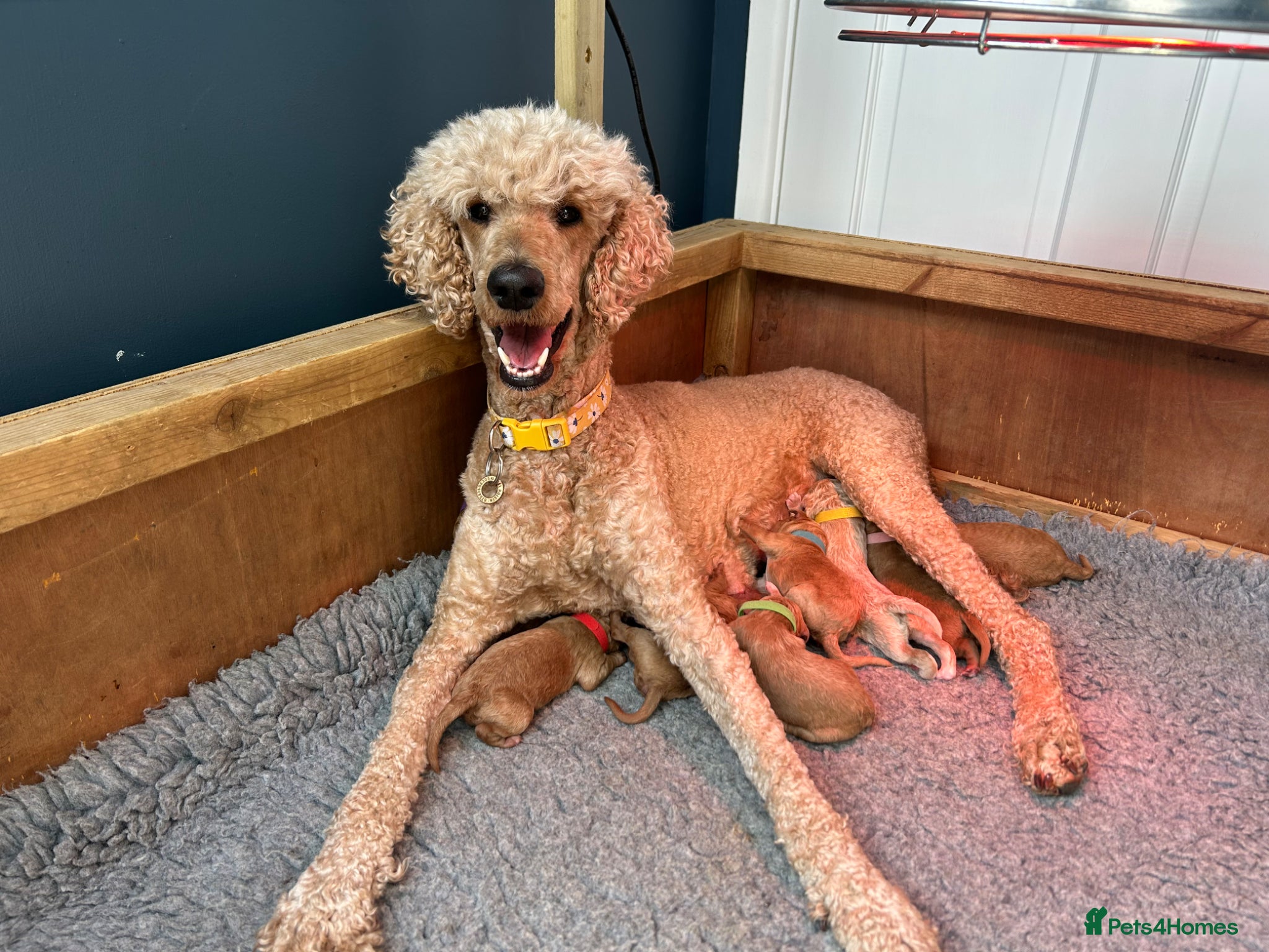 Standard Poodle dogs Apricot Standard Poodle Puppies  - Advert 2