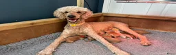 Standard Poodle dogs for sale: Apricot Standard Poodle Puppies  in Badminton - Advert 2