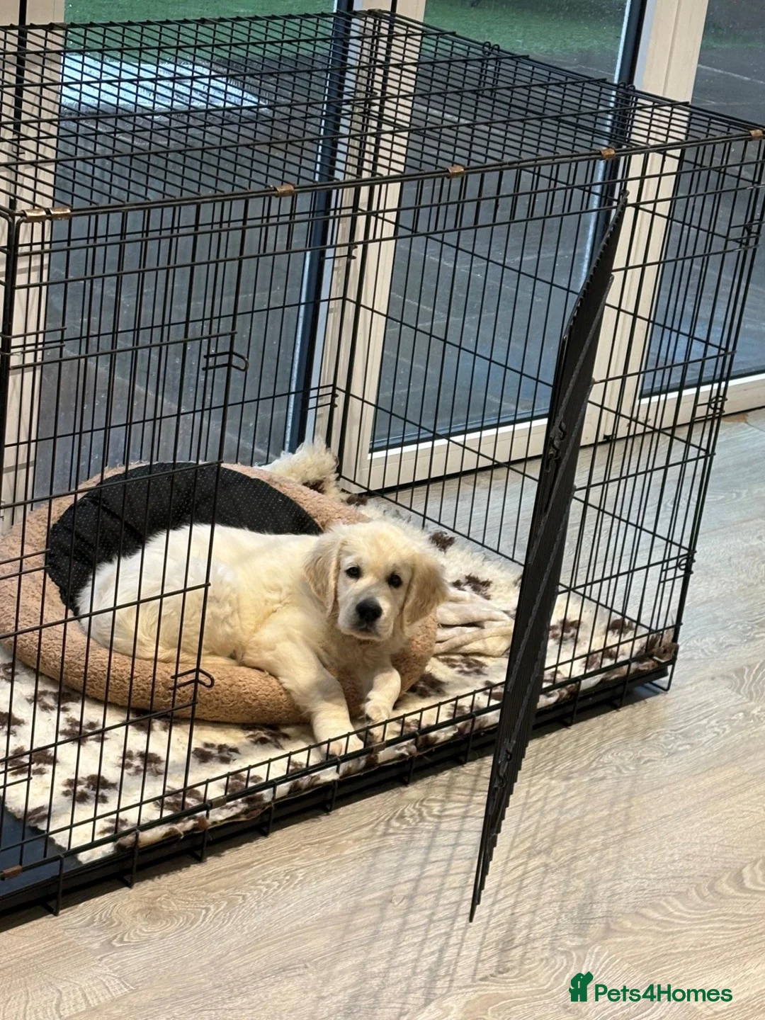 Golden Retriever dogs for sale: Bear is looking for his forever home! in St. Neots - Advert 6